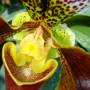 orchidee1-800x600.jpg