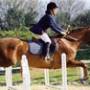 equitation-sport-pratique-319004.jpg
