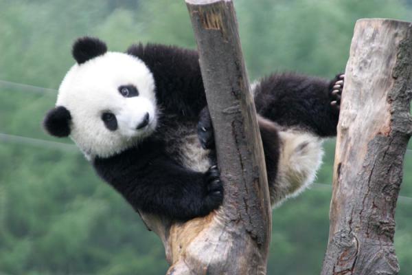 giant-panda11.jpg
